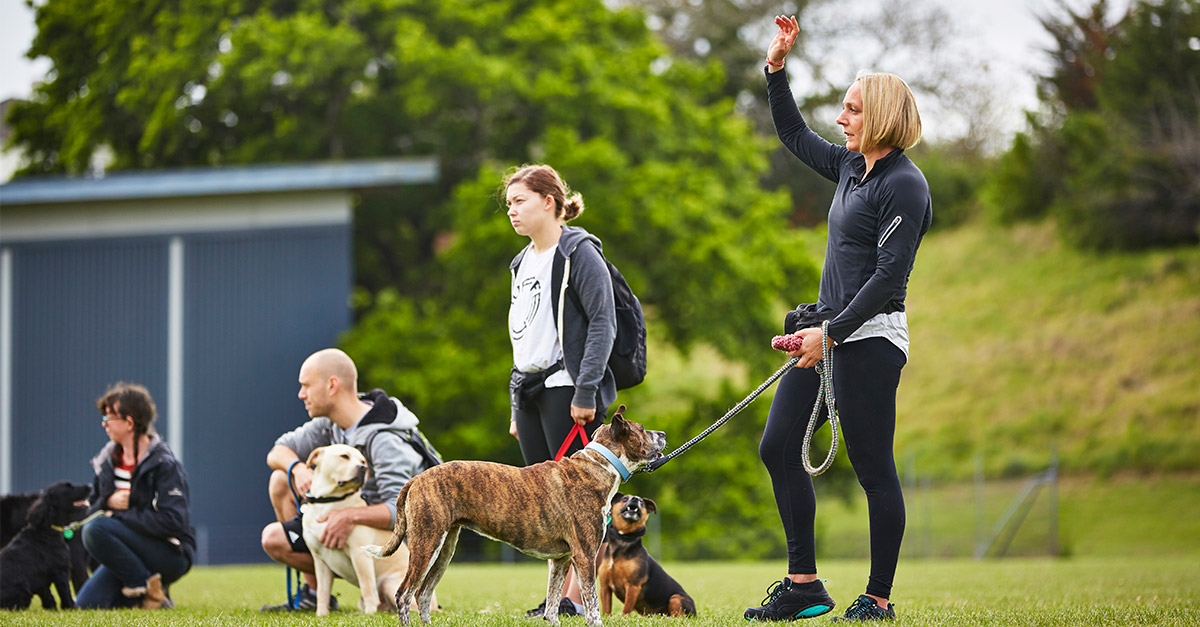 Dog Training at Christchurch or Auckland Unitec